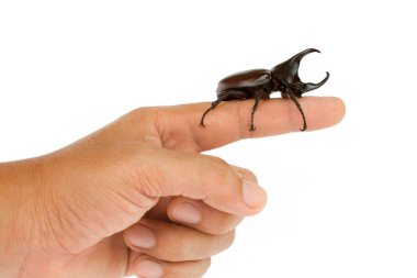 Beyaz arka plan üzerinde izole yandan erkek gergedan böceği