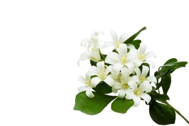 Turuncu Yasemin (Murraya paniculata), beyaz çiçek beyaz arka plan üzerinde izole