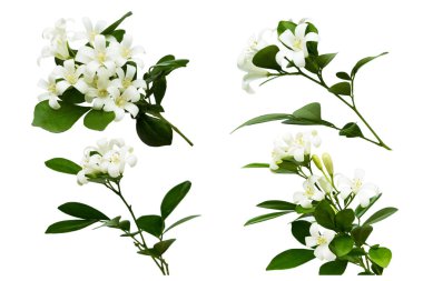 Turuncu Yasemin (Murraya paniculata), beyaz çiçek beyaz arka plan üzerinde izole