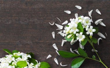 Turuncu Yasemin (Murraya paniculata), Beyaz ahşap arka plan üzerinde çiçek