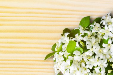 Turuncu Yasemin (Murraya paniculata), Beyaz ahşap arka plan üzerinde çiçek