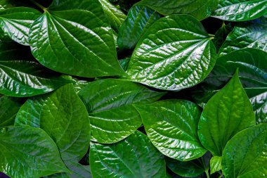 üstten görünüm yeşil yaprakları arka plan. Doğa arka plan