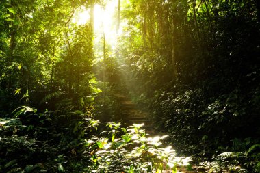 Tropikal ormanda yürüyüş yolu. Gündoğumu ile orman üzerinde ahşap merdiven