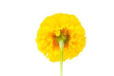 kırpma yolu ile beyaz arka plan üzerinde izole sarı kadife çiçeği