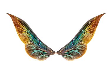 Kırpma yolu ile beyaz arka plan üzerinde izole böcek kanatları