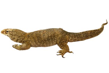 Beyaz arka plan üzerinde izole Varanus bengalensis