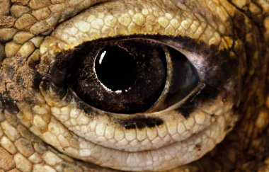 hayvan göz, varanus bengalensis arka plan closeup