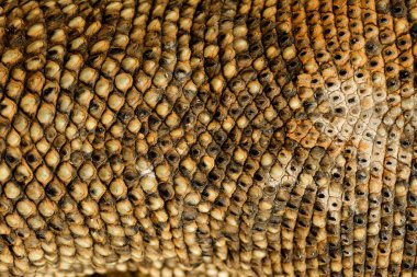 Cilt varanus bengalensis, Hayvan arka plan dokusu