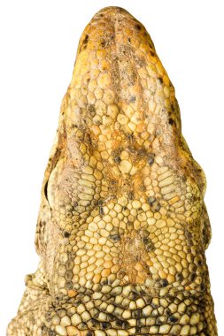 Beyaz arka plan üzerinde izole varanus bengalensis Başkanı
