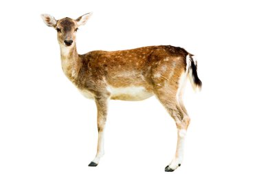 Karaca ayakta beyaz arka plan üzerinde izole