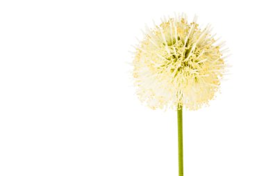 Beyaz arka plan üzerinde izole beyaz Popinac çiçek 