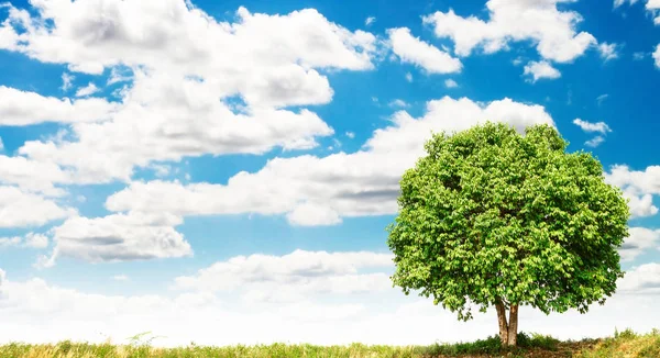 Çim ve büyük ağaçlar mavi gökyüzü ve bulut ile yaz peyzaj 