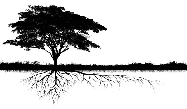 白色背景下有根隔离的大树剪影 — 图库照片