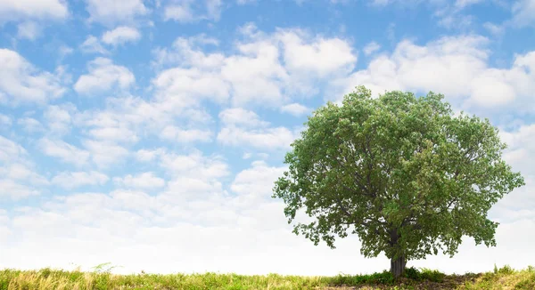 Paesaggio Estivo Erba Grandi Alberi Con Cielo Blu Nuvole — Foto Stock