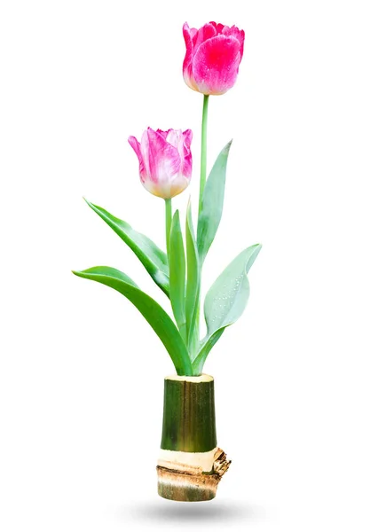 Bunga Tulip Segar Dalam Vas Bambu Diisolasi Pada Latar Belakang — Stok Foto