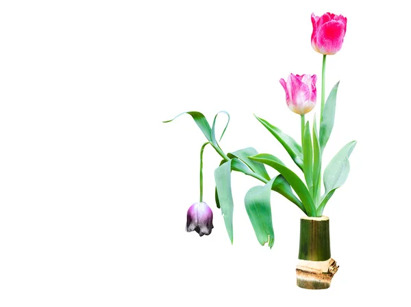 Bunga Tulip Segar Dan Kering Dalam Vas Bambu Diisolasi Pada — Stok Foto