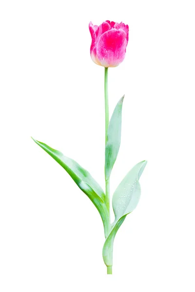 Bunga Tulip Diisolasi Pada Latar Belakang Putih Dengan Tapak Kliping — Stok Foto