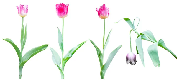 Bunga Tulip Diisolasi Pada Latar Belakang Putih Dengan Tapak Kliping — Stok Foto