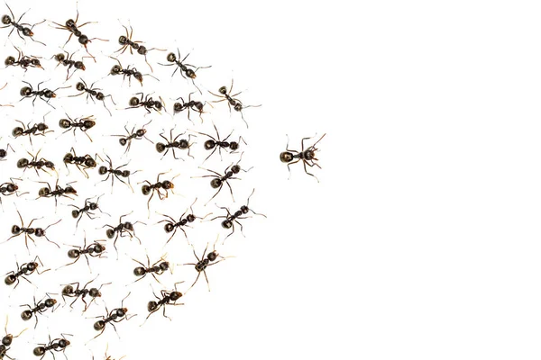 Hormigas Líderes Hormigas Sirvientes Aisladas Sobre Fondo Blanco Concepto Negocio — Foto de Stock
