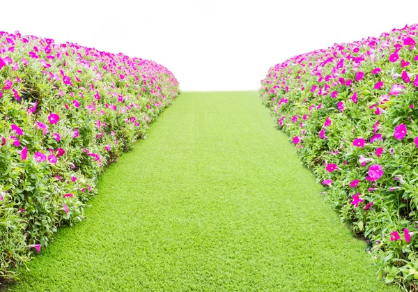 Trawa Zielona Droga Kwiatem Stronie — Zdjęcie stockowe