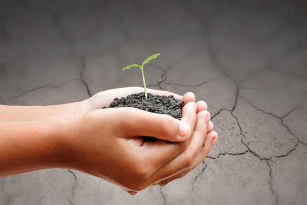 Child Hands Holding Soil Sprout Cracked Ground World Concept Protect — Stock Photo, Image