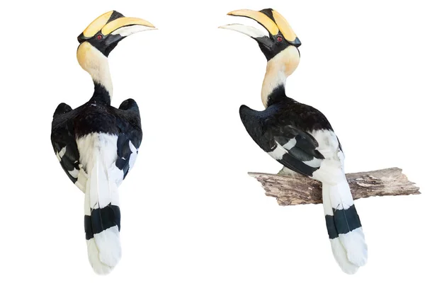 Hornbill Widok Tyłu Białym Tle — Zdjęcie stockowe