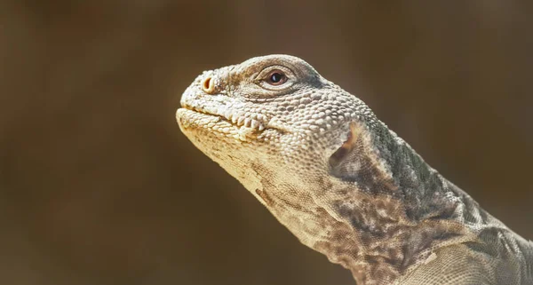 Close Retrato Uma Cruz Fogo Areia Citrino Barbudo Dragão — Fotografia de Stock