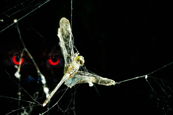 Libélula Atrapada Telaraña Con Mirada Roja Fin Libertad — Foto de Stock