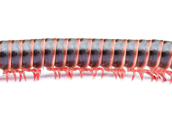 Close Millipedes Insect Many Legs Isolated White Background — Stock Photo, Image