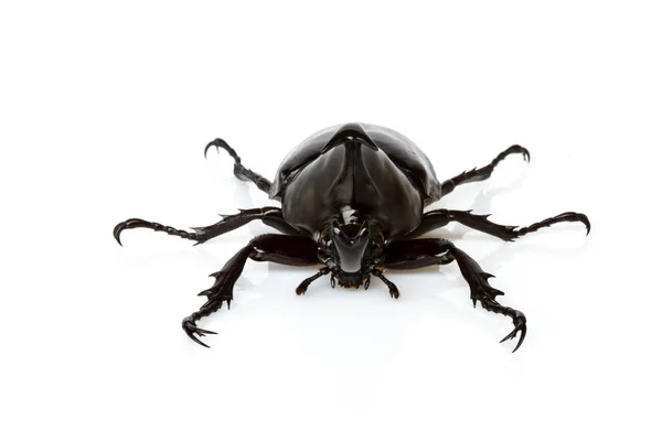 Mannelijke Rhinoceros Beetle Geïsoleerd Witte Achtergrond — Stockfoto