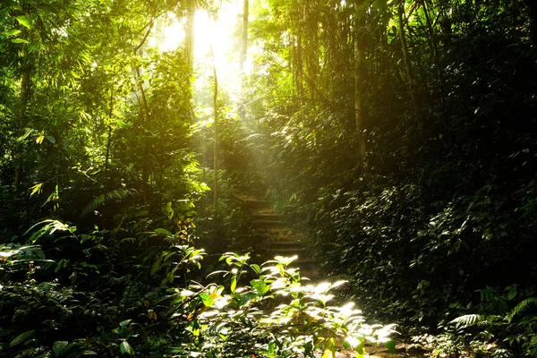 Sentier Randonnée Forêt Tropicale Escaliers Bois Sur Jungle Avec Lever — Photo