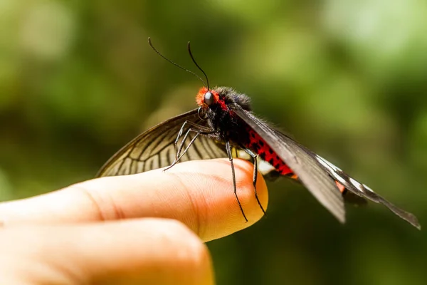 Hermosa Mariposa Sentada Mano Fondo Verde — Foto de Stock