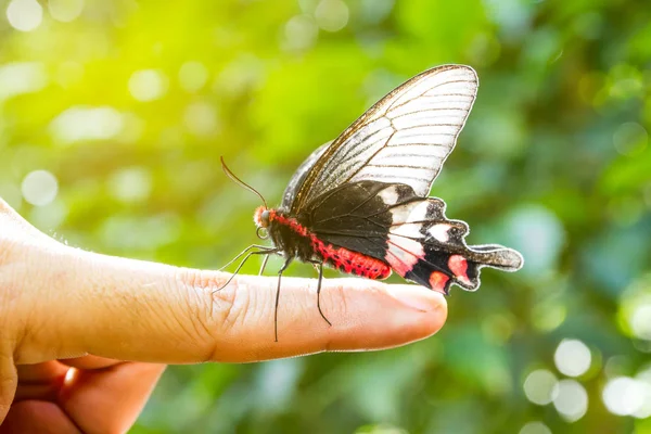 Beautiful Butterfly Sitting Hand Green Background — Stock Photo, Image