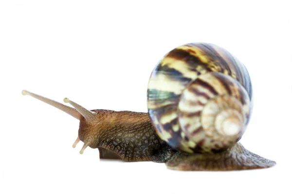 Caracol Grande Isolado Fundo Branco — Fotografia de Stock