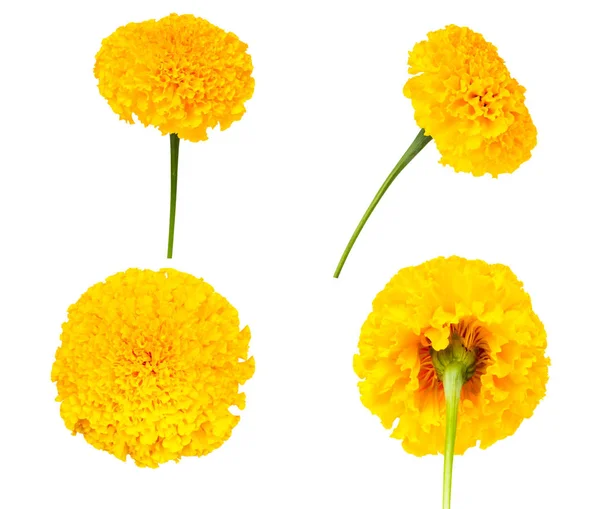 Set Yellow Marigold Isolated White Background Clipping Path — Stock Photo, Image
