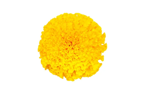 Yellow Marigold Isolated White Background Clipping Path — Stock Photo, Image