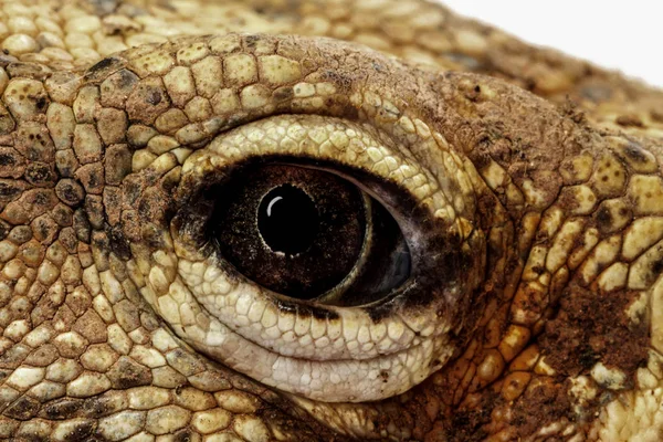 Nahaufnahme Von Tierauge Varanus Bengalensis Hintergrund — Stockfoto