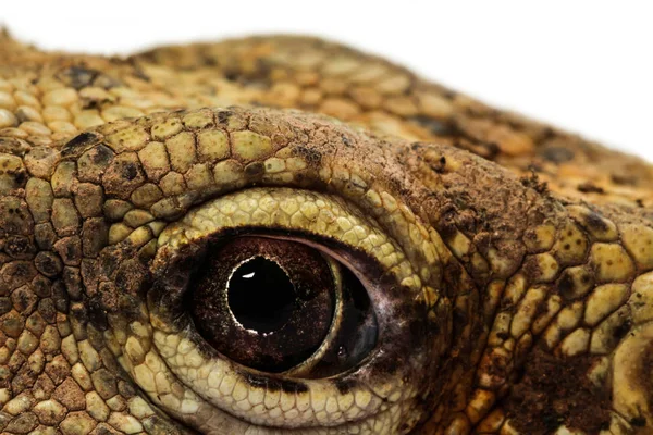 Closeup Animal Eye Varanus Bengalensis Background — Stock Photo, Image