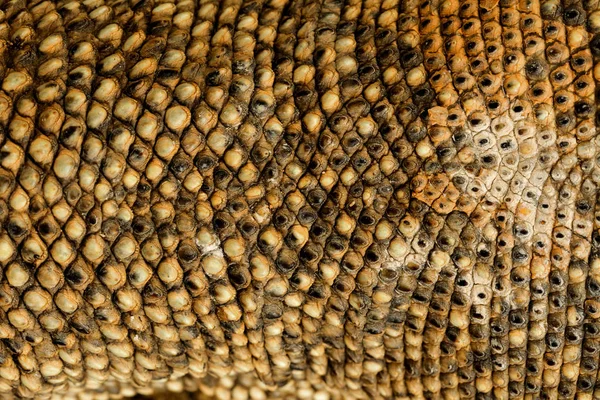 Textur Der Haut Varanus Bengalensis Tierischer Hintergrund — Stockfoto