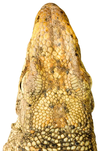 Kopf Von Varanus Bengalensis Isoliert Auf Weißem Hintergrund — Stockfoto