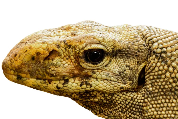 Head Varanus Bengalensis Isolated White Background — Stock Photo, Image