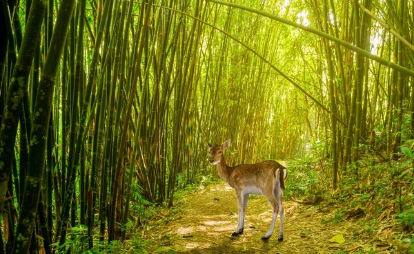 Cerfs Dans Forêt Bambous Avec Passerelle Fond Naturel — Photo