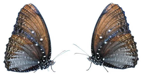 Метелик Ізольований Білому Тлі — стокове фото