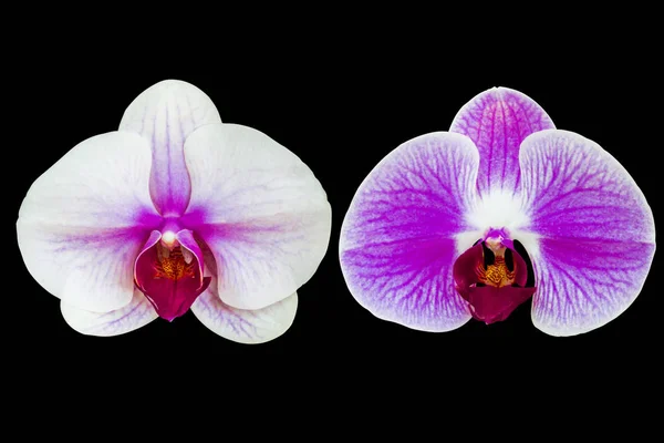 Close White Pink Orchid Isolated Black Background Clipping Path — Stock Photo, Image