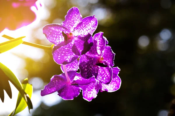 Violet Orchid Flower Nature Sunlight — Stock Photo, Image
