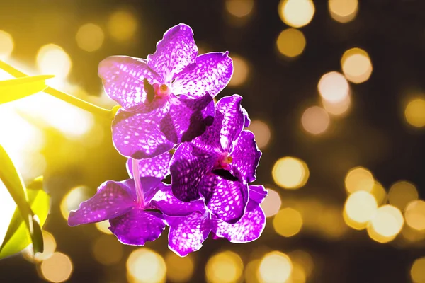 Violeta Flor Orquídea Naturaleza Sobre Fondo Bokeh Luz —  Fotos de Stock