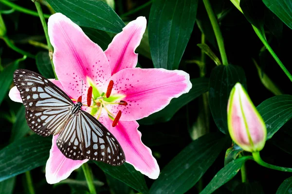 Pink Lily Flower Butterfly Green Background — Stock Photo, Image