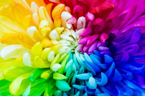 Colorful Rainbow Flower Chrysanthemum Flower Background — Stock Photo, Image