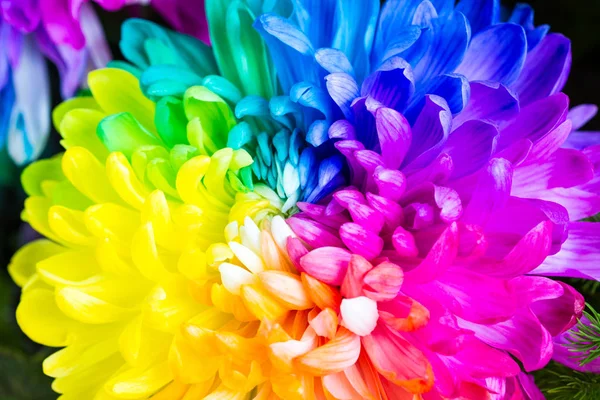 Värikäs Sateenkaaren Kukka Krysanteemi Kukka Tausta — kuvapankkivalokuva