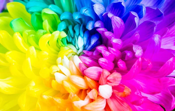 Colorful rainbow flower. chrysanthemum flower background